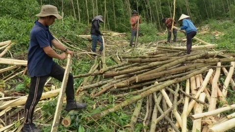 FSC là gì? Vì sao doanh nghiệp gỗ phải làm FSC?