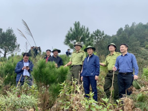 Theo tính toán khoa học, giá trị của tín chỉ carbon hàng năm của Yên Bái có thể thu được thấp nhất gần 550 tỷ đồng/năm.